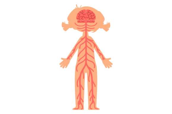 Download Human Nervous System. Body Structure. Ki - Man Collection