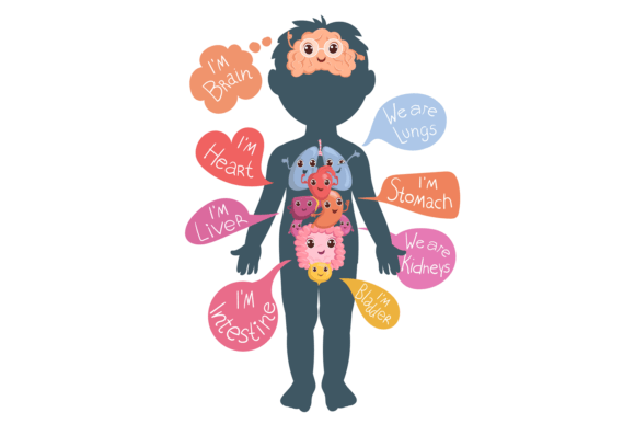 Download Internal Organs in Childish Body. Human - Man Collection
