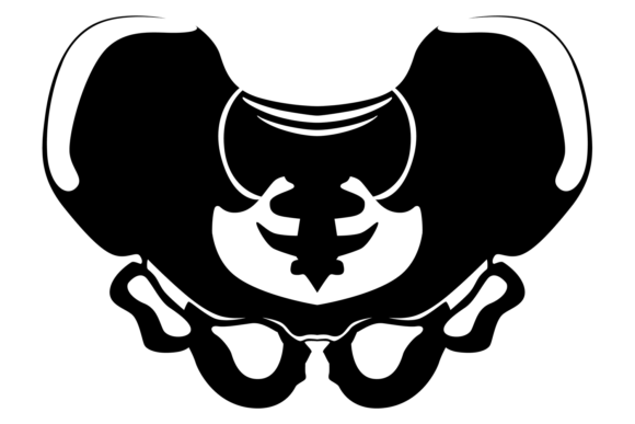 Download Pelvis Bone Structure. Human Skeletal Jo - Man Collection