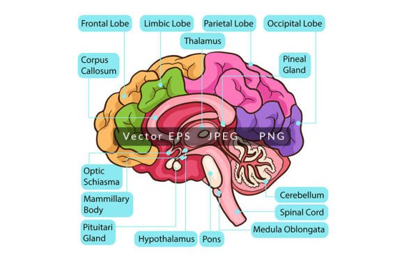 Download Human Brain Function Anatomy - Man Collection